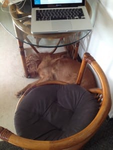 While I blog, my 85 pound Golden, Corduroy, has to sit underneath me! 